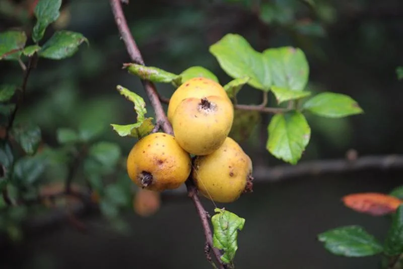 Táo mèo Tây Bắc