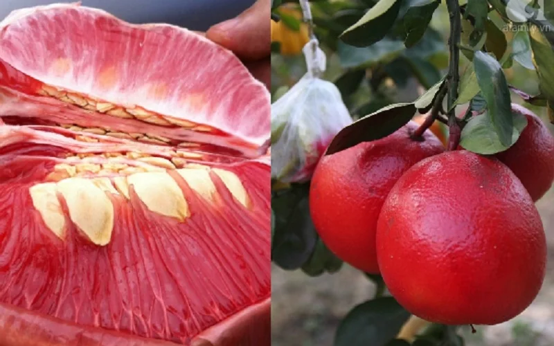 Mắm cáy