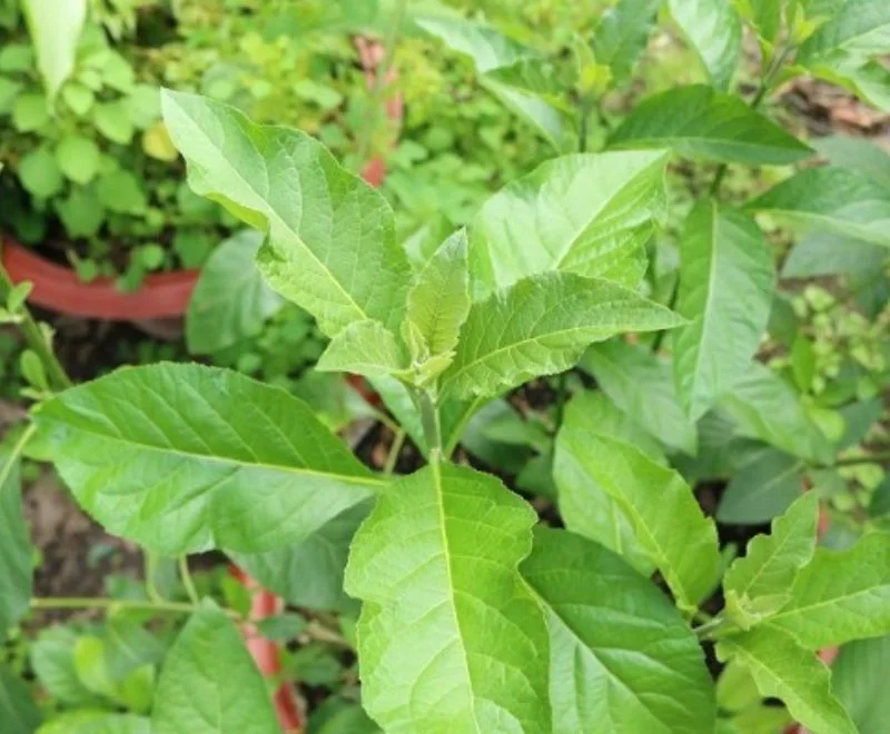 Canh lá đắng nấu lòng gà