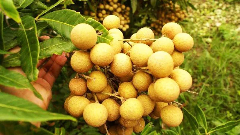 Nhãn Nhị Qúy