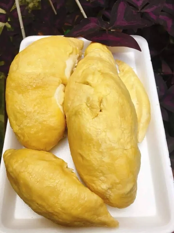 Sầu riêng hạt lép chuồng bò