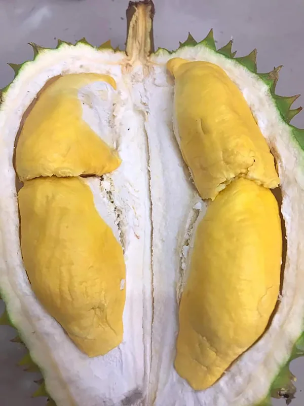 Sầu riêng Ri 6