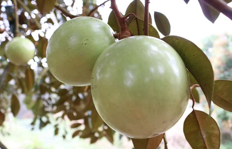 Vú sữa Lò Rèn Vĩnh Kim