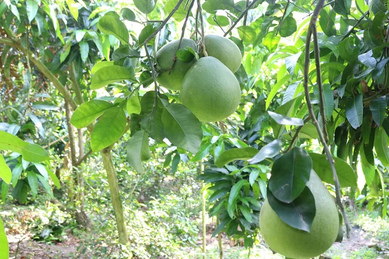 Bưởi lông Cổ Cò