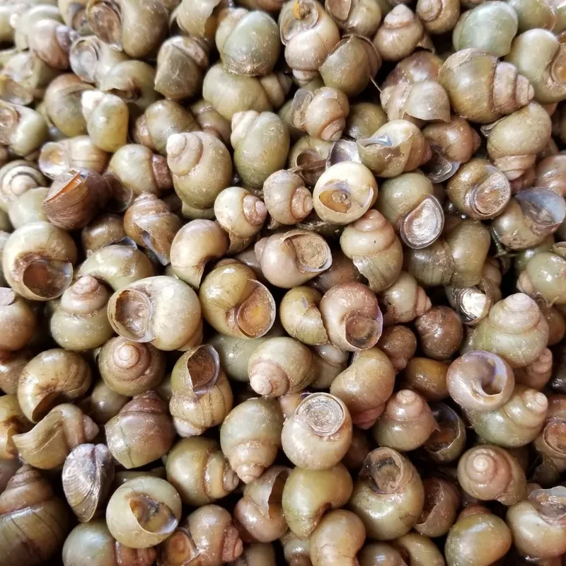 Ốc gạo Tân Phong