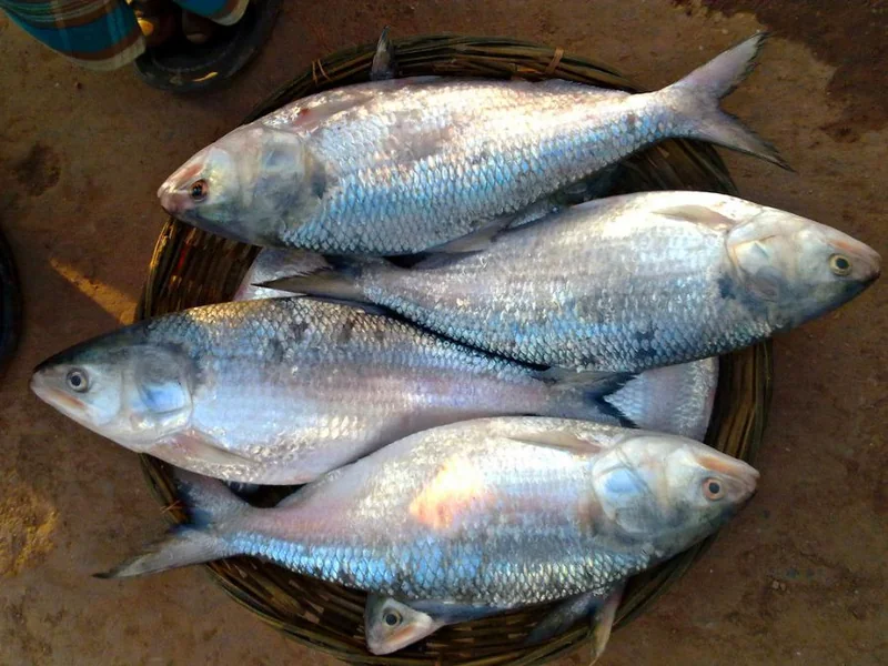 Cá Cháy Trà Ôn