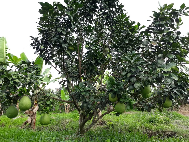 Bưởi Năm Roi Bình Minh