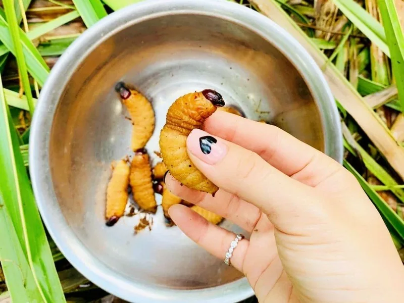 Đuông dừa