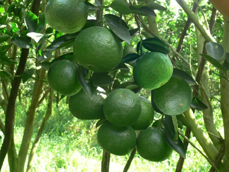 Cam sành Tam Bình