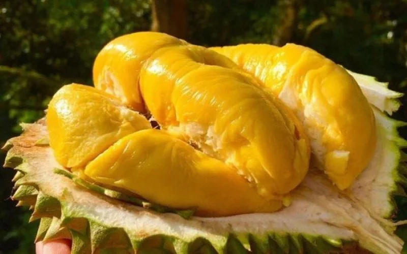 Sầu riêng Ri6