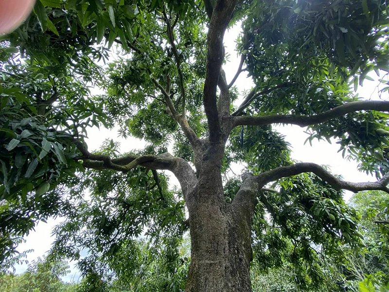 Vườn xoài của anh Nguyễn Văn Trúc Linh