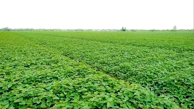Khoai lang Bình Tân