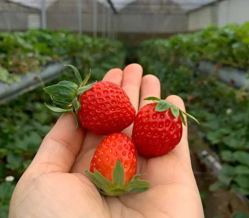 Vườn dâu Bà Lan