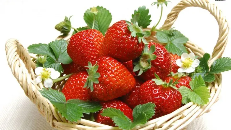 Vườn dâu tây BioFresh